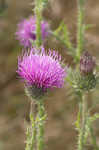 Spiny plumeless thistle